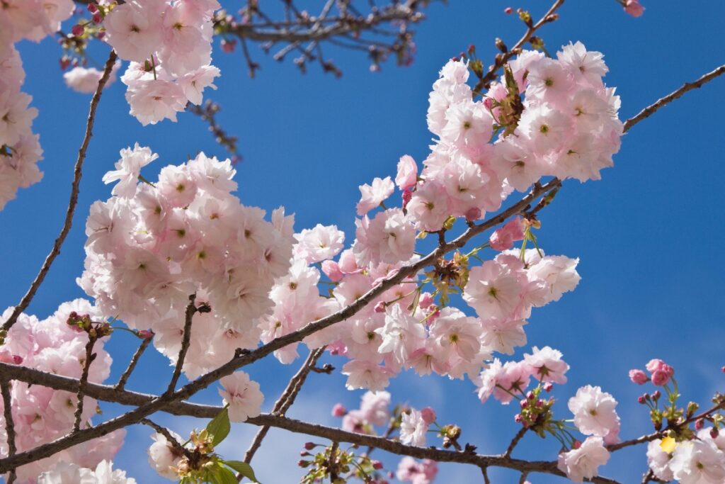La-Primavera-en-Andalucia