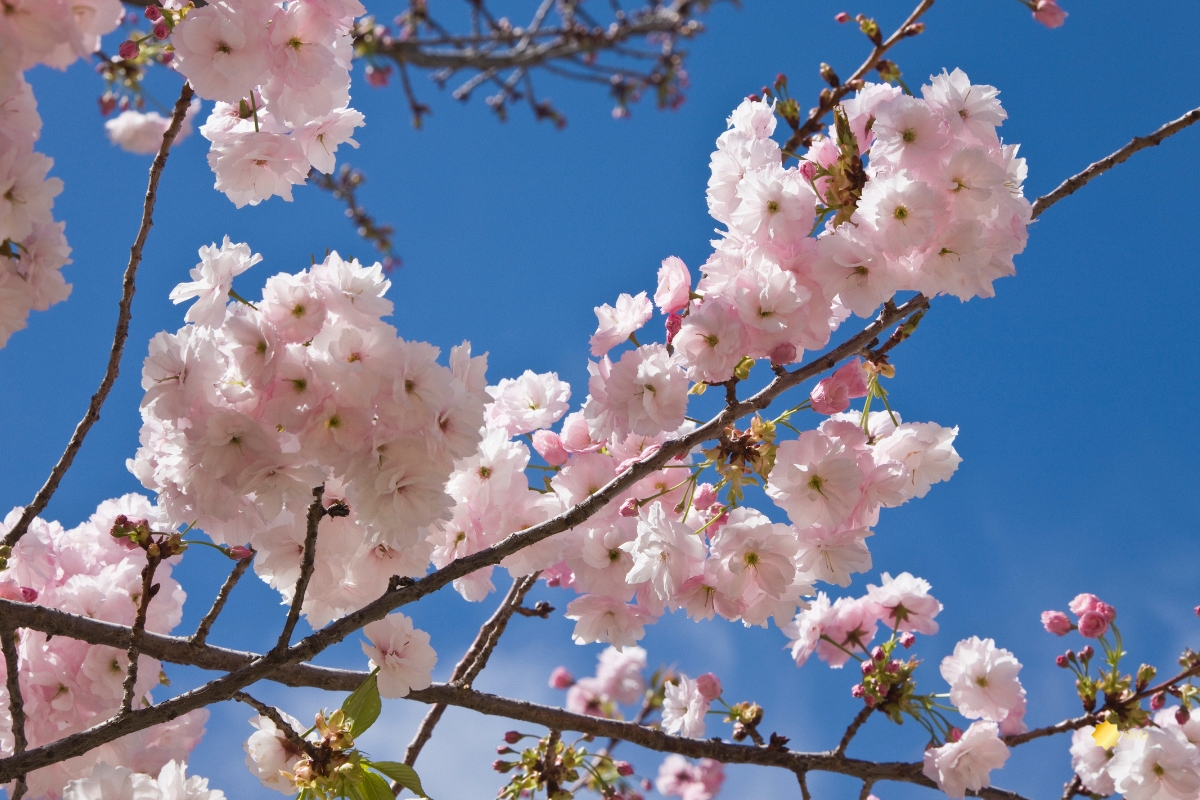 Spring in Andalusia: Its Origin, History, and Popular Festivals